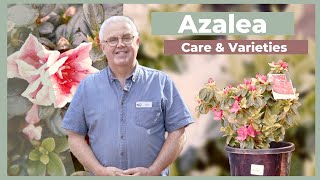 Azalea Varieties amp Care Guide  The Greenery Garden amp Home [upl. by Sergu717]