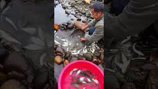 Fish catching process from the stream stone trap [upl. by Krissie]