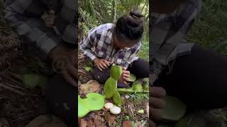 The process of picking large green beans [upl. by Hung]