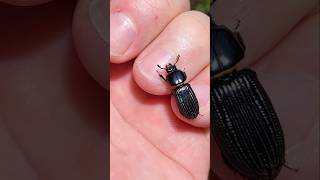 Passalid beetle 🇨🇷 Costa Rica [upl. by Hazmah]