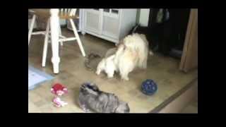 Pekingese Puppies Playing at 7 weeks of age [upl. by Roux]