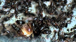 Big fat ant queen Lasius niger [upl. by Halac]