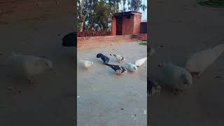 Maidan ke bane hue kabutar🕊 hai 😱🥰 kabootar video pigeonlover shorts pigeon viralshorts [upl. by Gothar401]