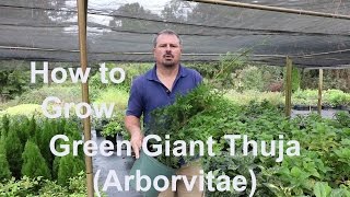 How to grow Green Giant Thuja Arborvitae with detailed description [upl. by Wye432]