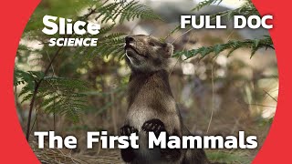 Chinese Fossils Reveal the Evolution of Mammals  SLICE SCIENCE  FULL DOCUMENTARY [upl. by Lacombe]