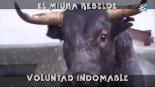 El Miura Rebelde Voluntad Indomable [upl. by Bouton]