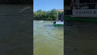 Big barramundi fish qld barramundi fishing bigfish fishingvideo fishingtips fishingvideos [upl. by Nerahs]