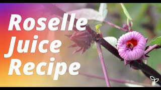 Roselle Juice Recipe amp Jam From Fresh RoselleHibiscus Flowers [upl. by Navy]