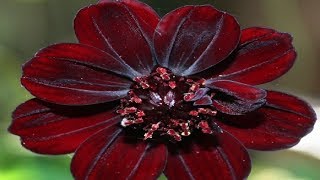 10 Incredibly Rare Flowers You Have Probably Never Seen [upl. by Frederique57]