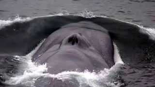 Blue Whale Facts 23 facts about the Blue Whale [upl. by Sophia]