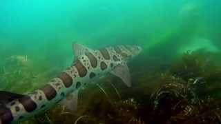 Snorkeling with Leopard Sharks in La Jolla CA [upl. by Ranip840]