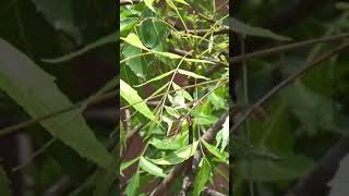 Neem Medicinal Plant Azadirachta indica [upl. by Alik483]