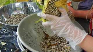 Harvesting Sunflower Seeds [upl. by Ruskin]