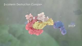 yjzvisualscom 3D Molecular Animation  Inactive Wntbetacatenin pathway [upl. by Hayton]