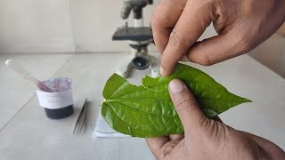 How to prepare stomata slide for microscopic examination [upl. by Llenrahc326]