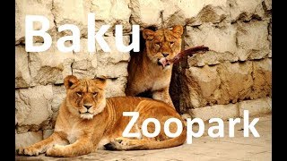 Baku Zoopark  Heyvanlar Aləmi  Animal Zoo in Baku  Azerbaijan [upl. by Fruma]