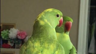 Talking parrot plays peekaboo with reflection in mirror [upl. by Manoop322]