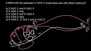 mRNA and tRNA problem and solution [upl. by Bessy933]