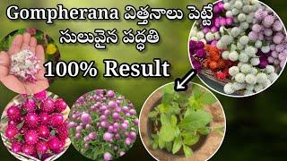 how to grow Gompherana from seeds in telugu growing gompherana from seeds [upl. by Eerazed]