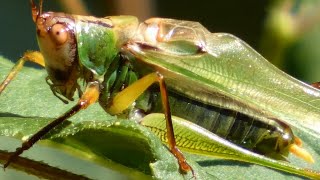 Katydid sound  noise  chirping  Insect [upl. by Latouche]