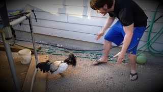 Man Vs Rooster  Fight to the Death [upl. by Atilegna]