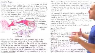 Structure of Skeletal Muscle [upl. by Else]