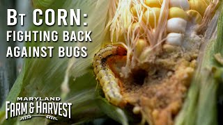 How Bt Corn Kills Hungry Pests  Maryland Farm amp Harvest [upl. by Pansie]