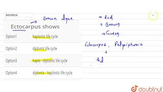 Ectocarpus shows [upl. by Ecinehs]