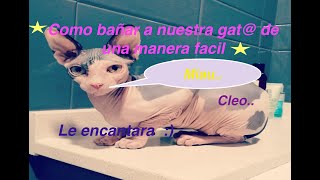 Como bañar a gata o gato sphynx o esfinge facil y sencillo [upl. by Paulo776]