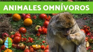 Cuales son los ANIMALES OMNÍVOROS  Que COMEN los animales [upl. by Chivers]