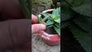 Alovera plants propagation garden viralshort subs [upl. by Yeoj333]