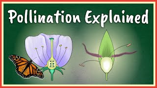 Pollination Explained [upl. by Cavanagh18]