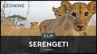 Serengeti  Hardy Krüger über die Faszination Afrika [upl. by Emery]