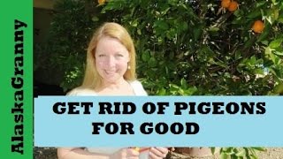 Get Rid Of Pigeons for Good With Rat Traps [upl. by Ecyal]