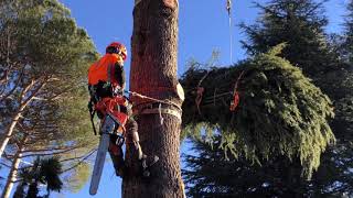 Abbattimento controllato alberi in tree climbing con elicottero [upl. by Nelyak]