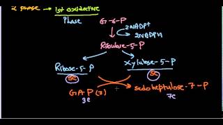 Hexose monophosphate shunt  pentose phosphate pathway [upl. by Teodorico]