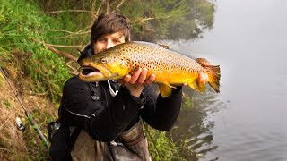 MEGA Goulburn River Brown Trout [upl. by Mihsah]