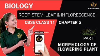 MORPHOLOGY OF FLOWERING PLANT  Root Stem Leaf amp Inflorescence  Class 11 Biology  CBSE Part  1 [upl. by Anierdna444]