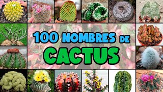 100 tipos de CACTUS y su NOMBRE CIENTÍFICO [upl. by Englis]