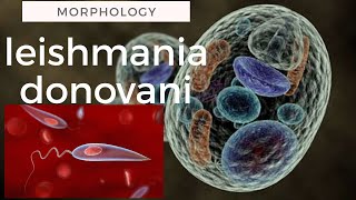 Leishmania donovani morphology [upl. by Gruchot]