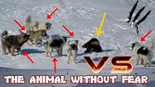 1 GLOTON vs 6 PASTORES DEL CAUCASOAnimal Sin Miedo el GULO GULO  6 DOGS VS 1 WOLVERINE [upl. by Adriano]