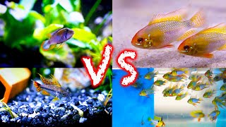 Ram Cichlids vs Apistogramma CIchlids Which is Best [upl. by Niu]