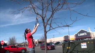 Pruning a Honey Locust Tree [upl. by Ameekahs]