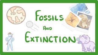 GCSE Biology  What Are Fossils What Fossils Tell Us About Extinct Species 78 [upl. by Eggleston]