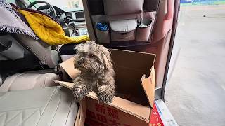 Abandoned at the gas station she checks every passing car hoping her owner will come back [upl. by Eade276]