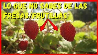 🍓 Cultivo de fresas  frutillas  El secreto 🤐 🍓  Las frutillas silvestres nos enseñan [upl. by Harret]