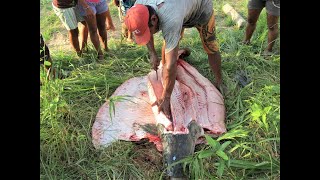 Descascando o PIRARUCU da Amazônia [upl. by Nevek]