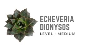 ECHEVERIA DIONYSOS [upl. by Almond]