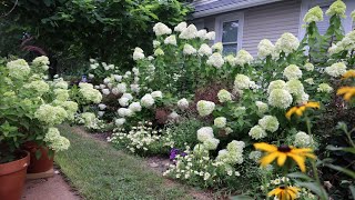 JULY GARDEN TOUR 2020  HYDRANGEA TOUR [upl. by Applegate442]