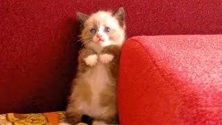 The Cute Kitten Breed quotSnowshoequot Terrified Of A Vacuum Сeaner [upl. by Nivloc]